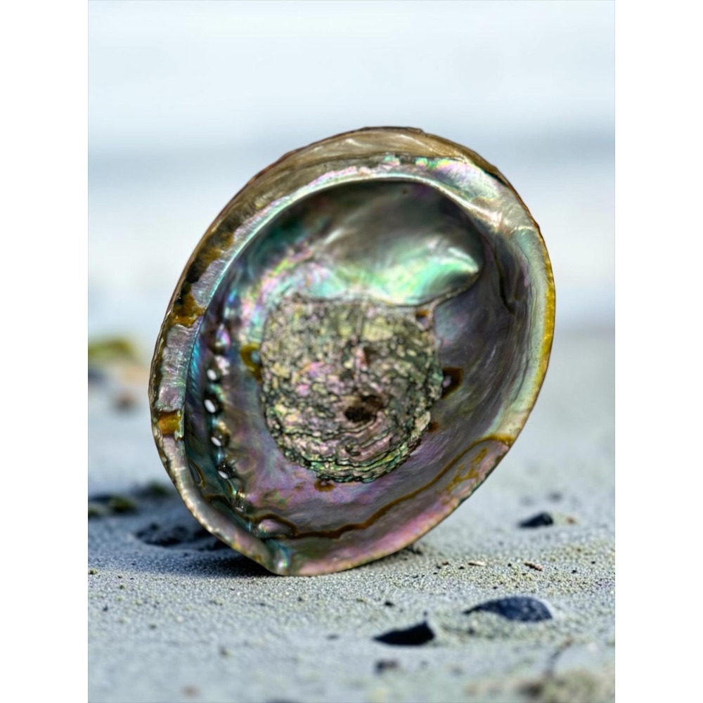 Natural Abalone Shell Iridescent Mother of Pearl 5.5" Coastal Decor